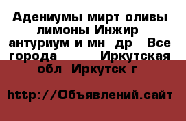 Адениумы,мирт,оливы,лимоны,Инжир, антуриум и мн .др - Все города  »    . Иркутская обл.,Иркутск г.